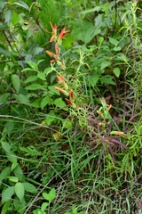 Castilleja integrifolia longibracteata