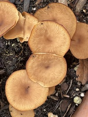Tubaria furfuracea