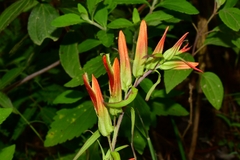 Castilleja integrifolia longibracteata