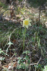 Pulsatilla