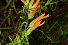 Castilleja integrifolia longibracteata