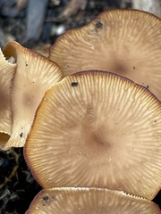 Tubaria furfuracea