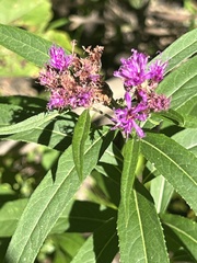 Vernonia fasciculata