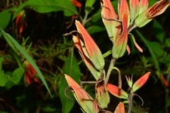 Castilleja integrifolia longibracteata