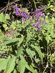 Vernonia gigantea