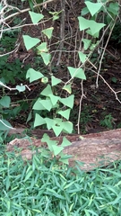 Persicaria perfoliata