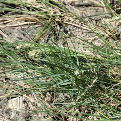 Sporobolus pumilus