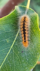 Acronicta auricoma
