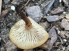 Tubaria furfuracea