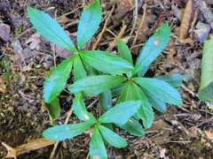 Chimaphila umbellata