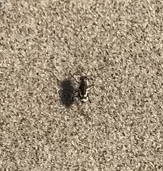 Cicindela bellissima