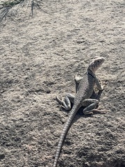 Crotaphytus collaris