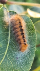 Acronicta auricoma