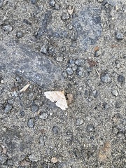 Renia flavipunctalis