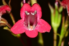 Penstemon miniatus