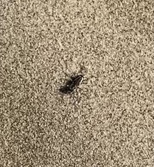 Cicindela bellissima