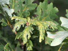 Neuroterus quercusverrucarum