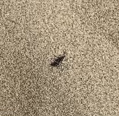 Cicindela bellissima