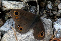 Lasiommata petropolitana