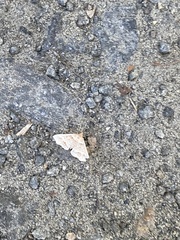 Renia flavipunctalis