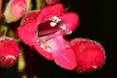 Penstemon miniatus
