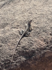 Crotaphytus collaris