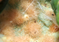 Neuroterus quercusverrucarum