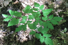 Actaea