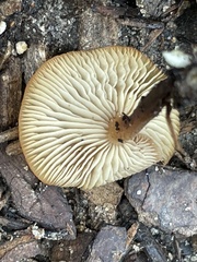 Tubaria furfuracea