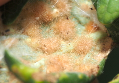Neuroterus quercusverrucarum