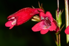 Penstemon miniatus