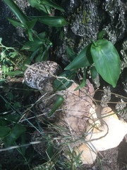 Neofavolus alveolaris