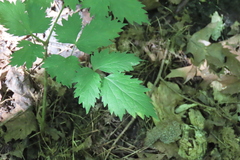 Actaea