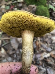 Aureoboletus innixus