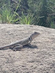 Crotaphytus collaris