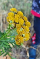 Rhopalomyia tanaceticola