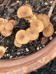 Tubaria furfuracea