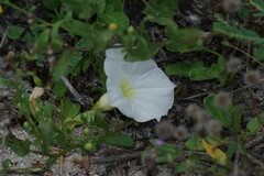 Ipomoea imperati