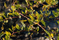 Bursera microphylla