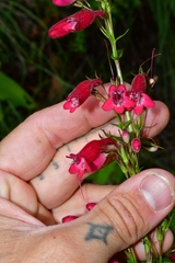 Penstemon miniatus