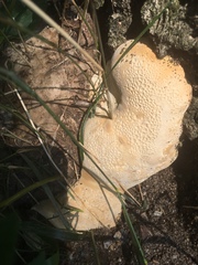 Neofavolus alveolaris