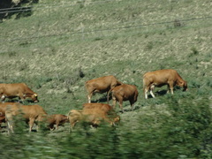 Bos taurus