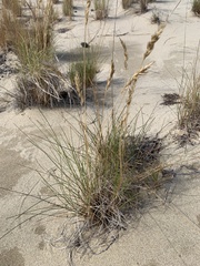 Poa macrantha