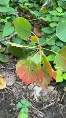 Populus grandidentata
