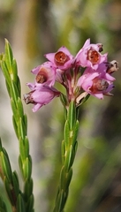 Erica corifolia