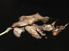 Macrodiplosis niveipila