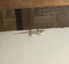 Hemidactylus platyurus