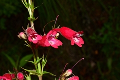 Penstemon miniatus