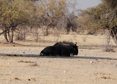 Connochaetes taurinus taurinus