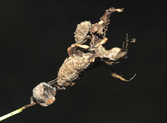 Macrodiplosis niveipila